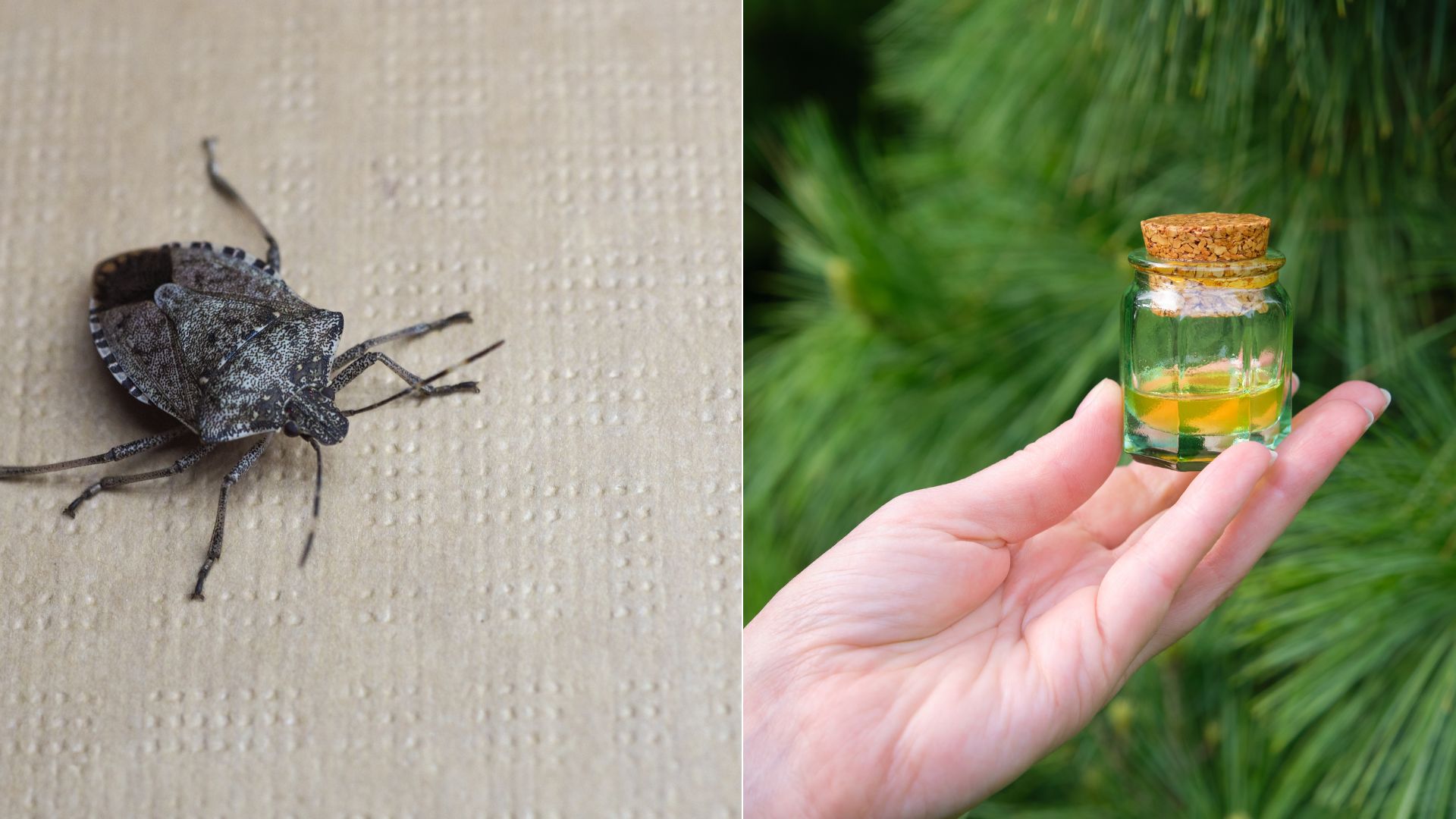 Keep Stink Bugs At Bay With This Two-ingredient Repellent