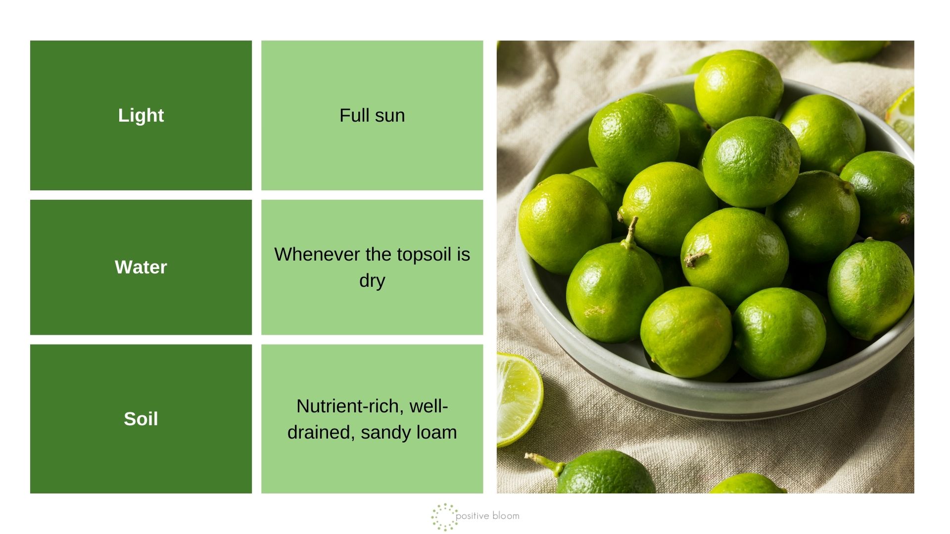 Key Lime info chart and photo