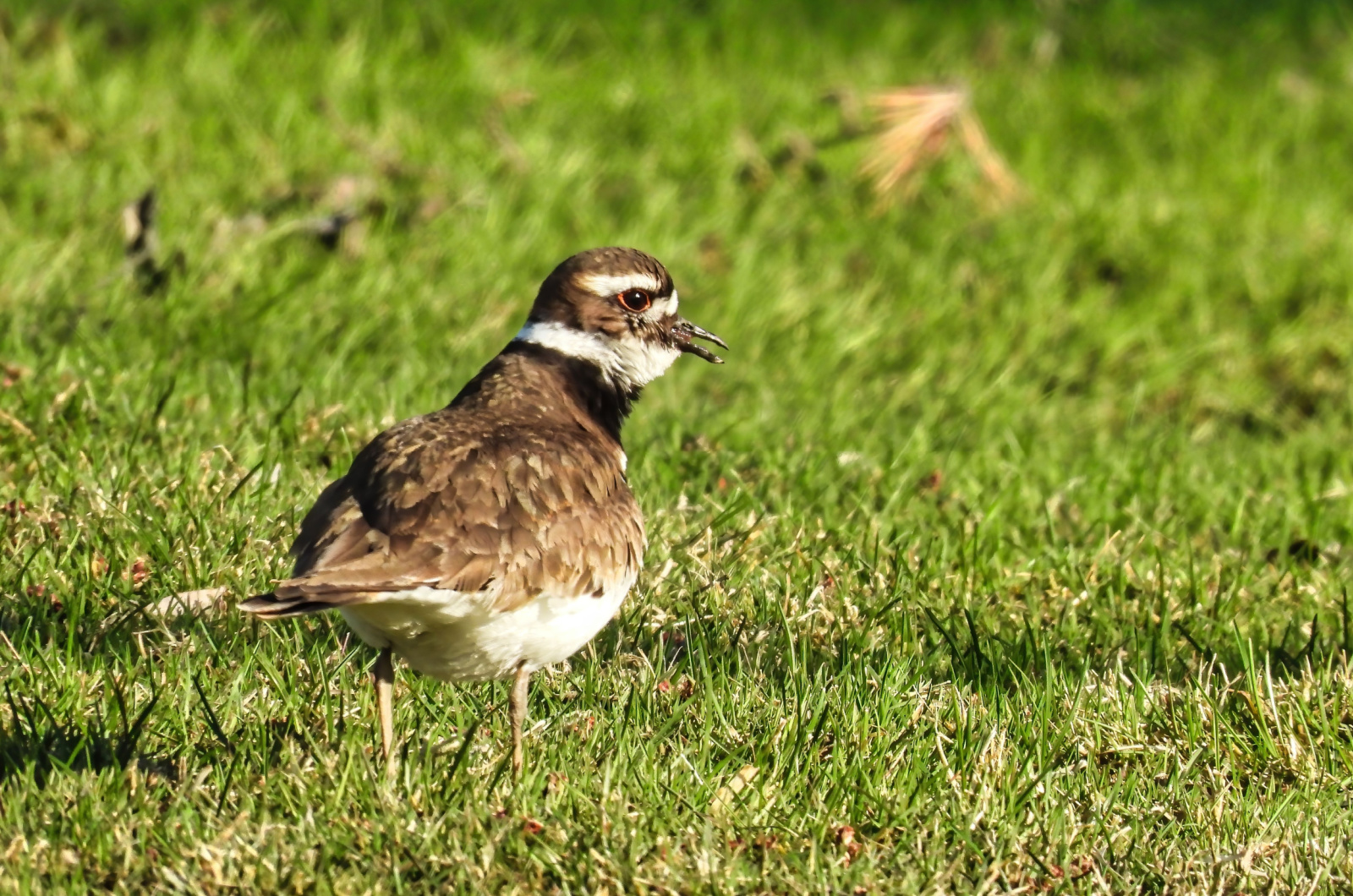 Killdeer bird on the grass
