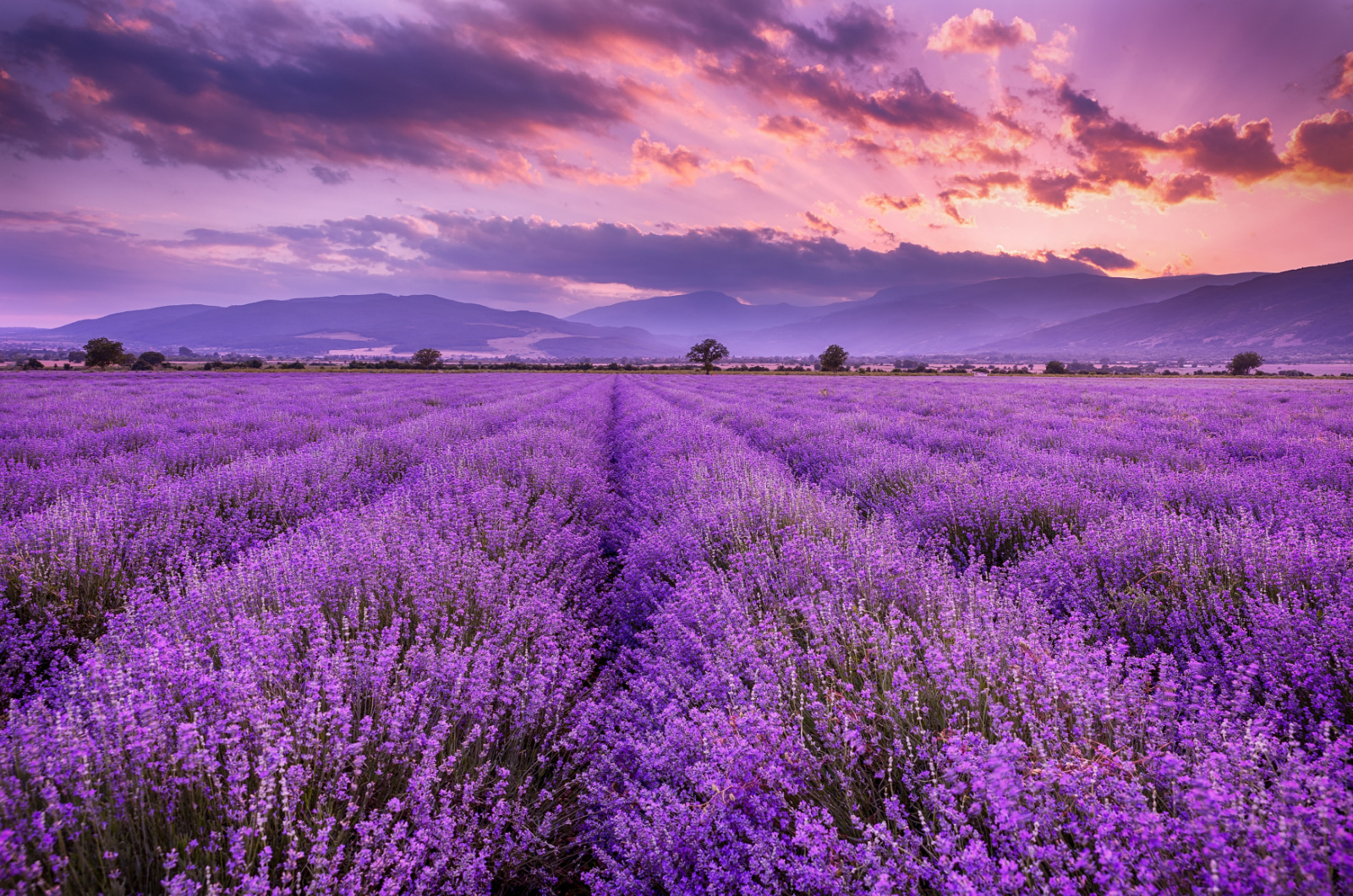 Lavender field