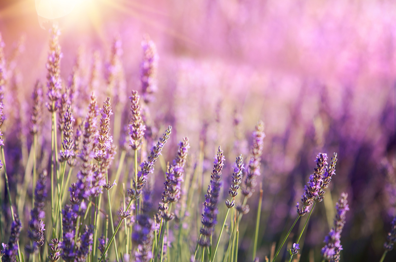 Lavender plant