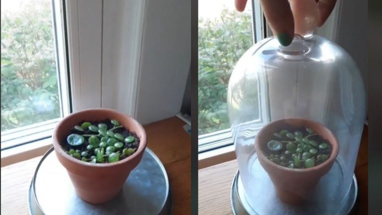 Learn All About This Dollar Tree Garden Gem For Effortless Plant Propagation