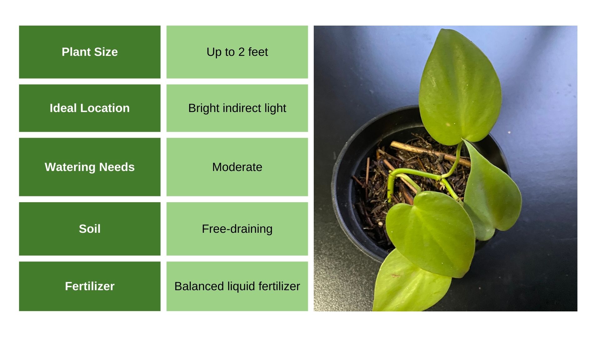 Lemon Lime Philodendron info chart and photo