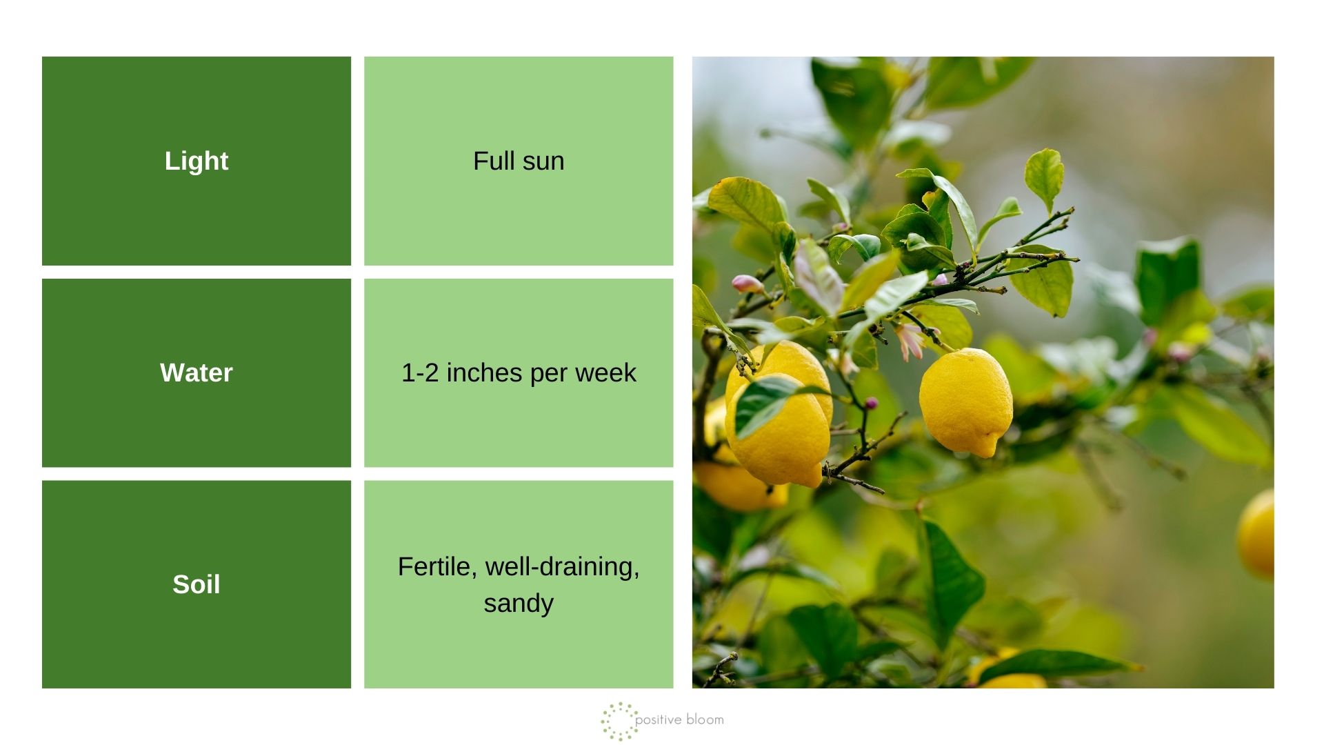 Lemons info chart and photo