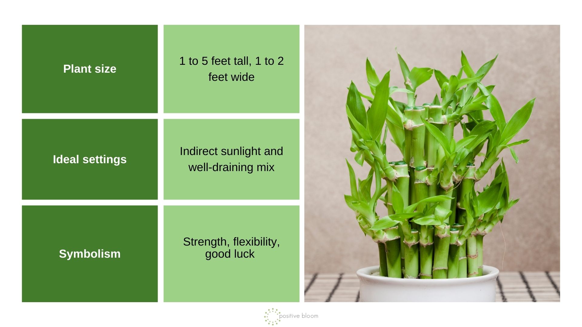 Lucky Bamboo info chart and photo