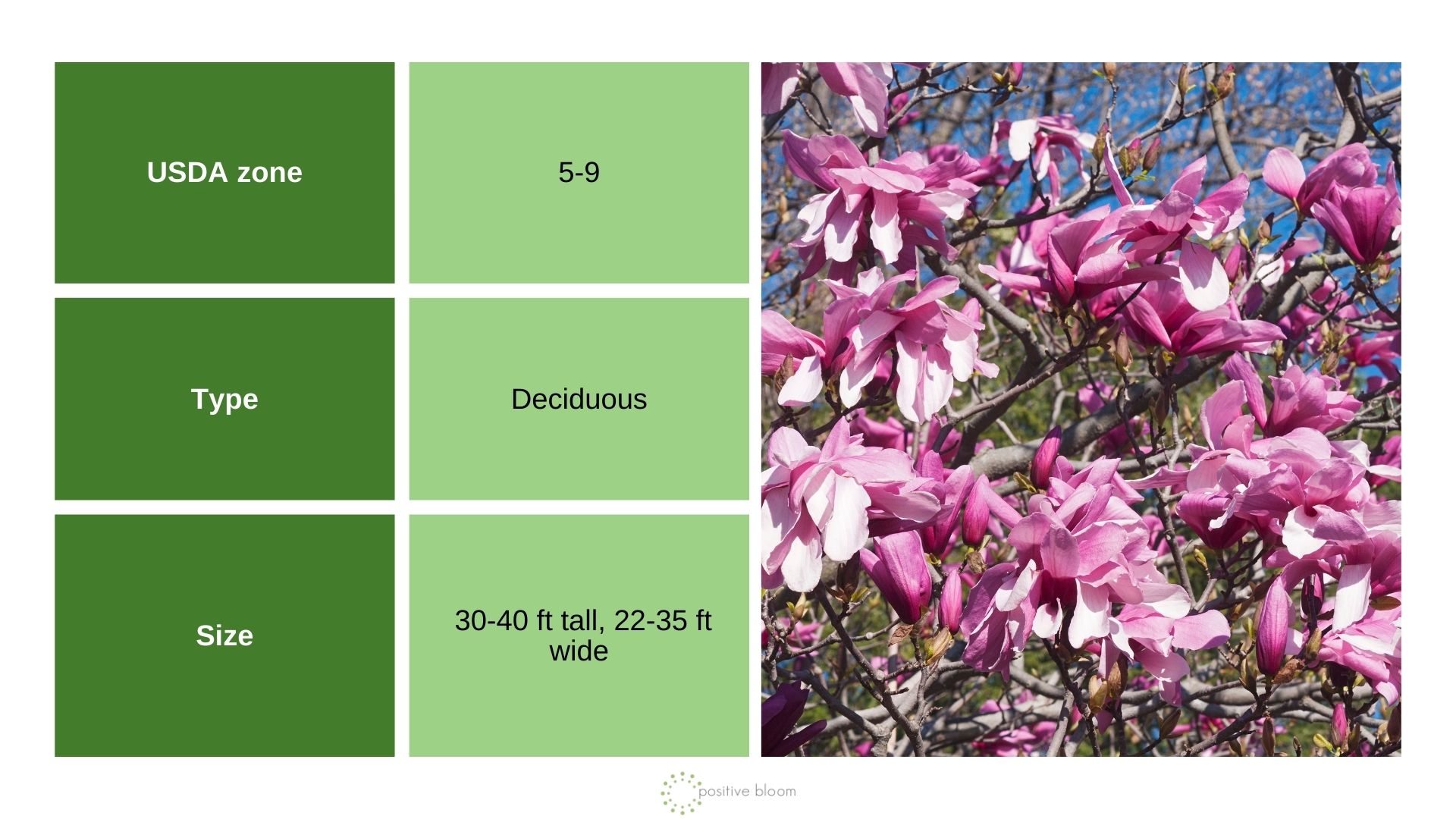 Magnolia ‘Galaxy’