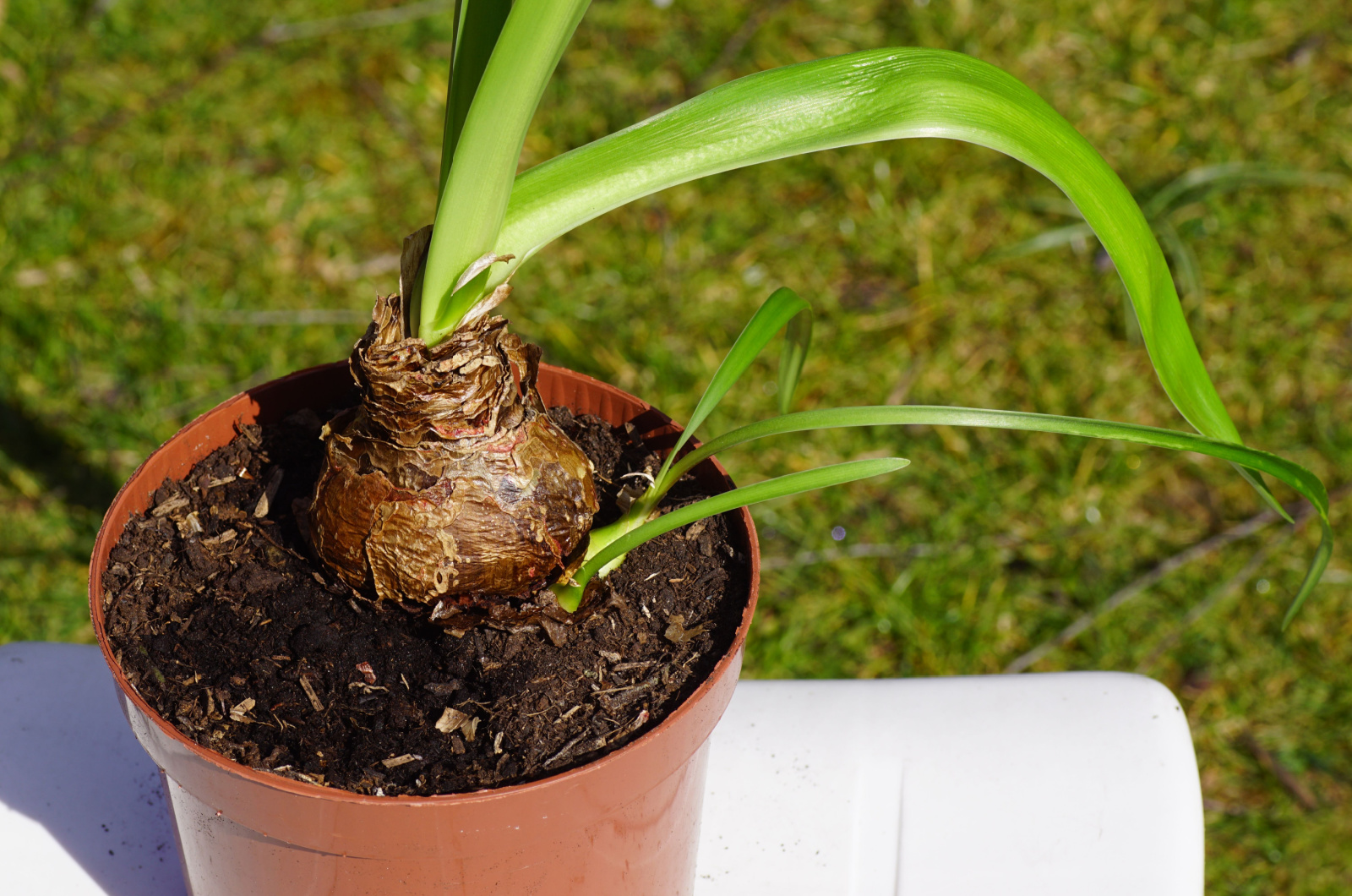 Mature amaryllis bulb with two side bulbs in a pot