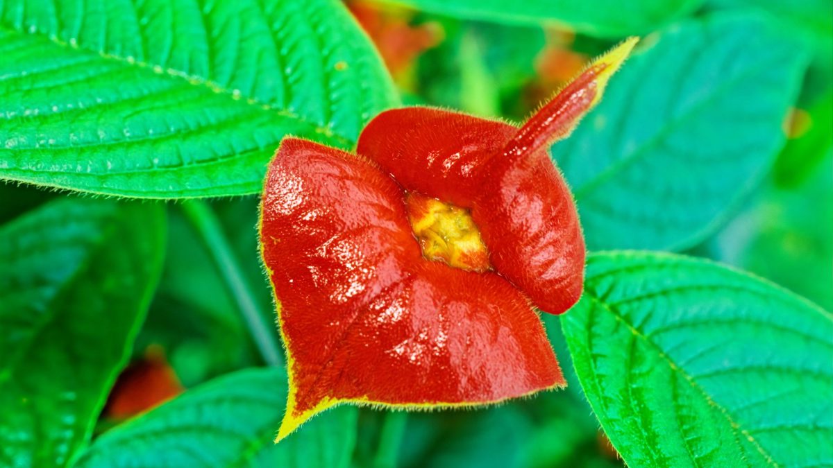 Meet The Girlfriend Kiss Flower And Learn How To Grow It