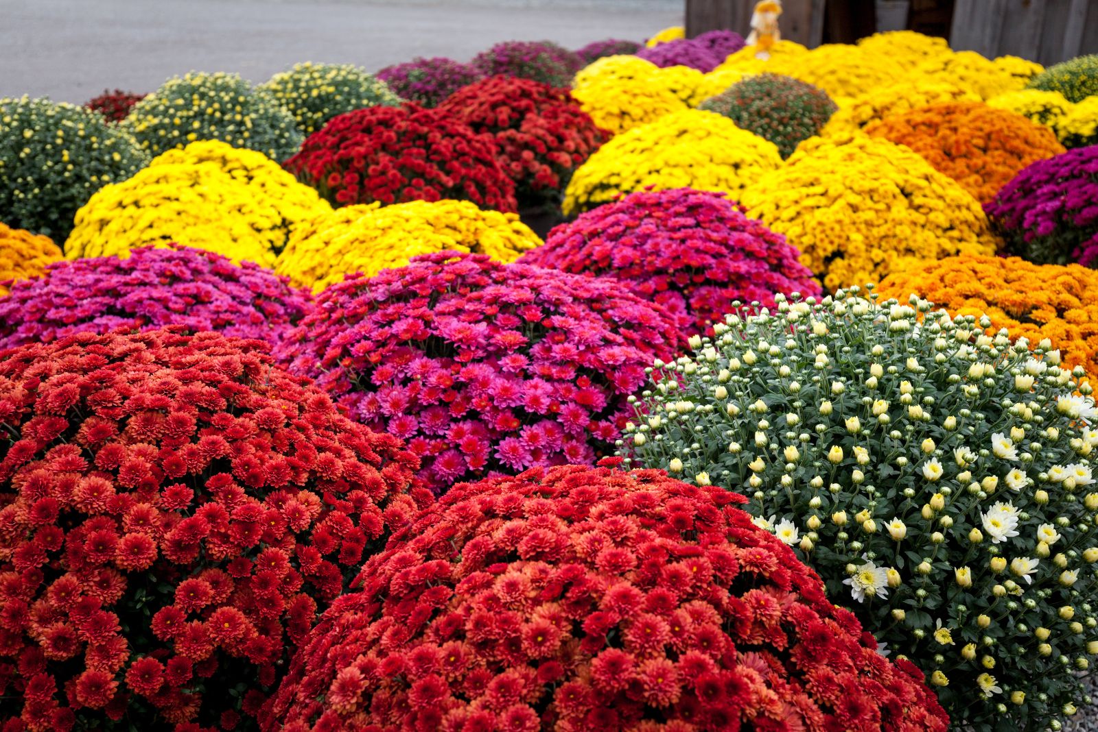 Multicolored mums, autumn beautiful flowers in the garden full bloom