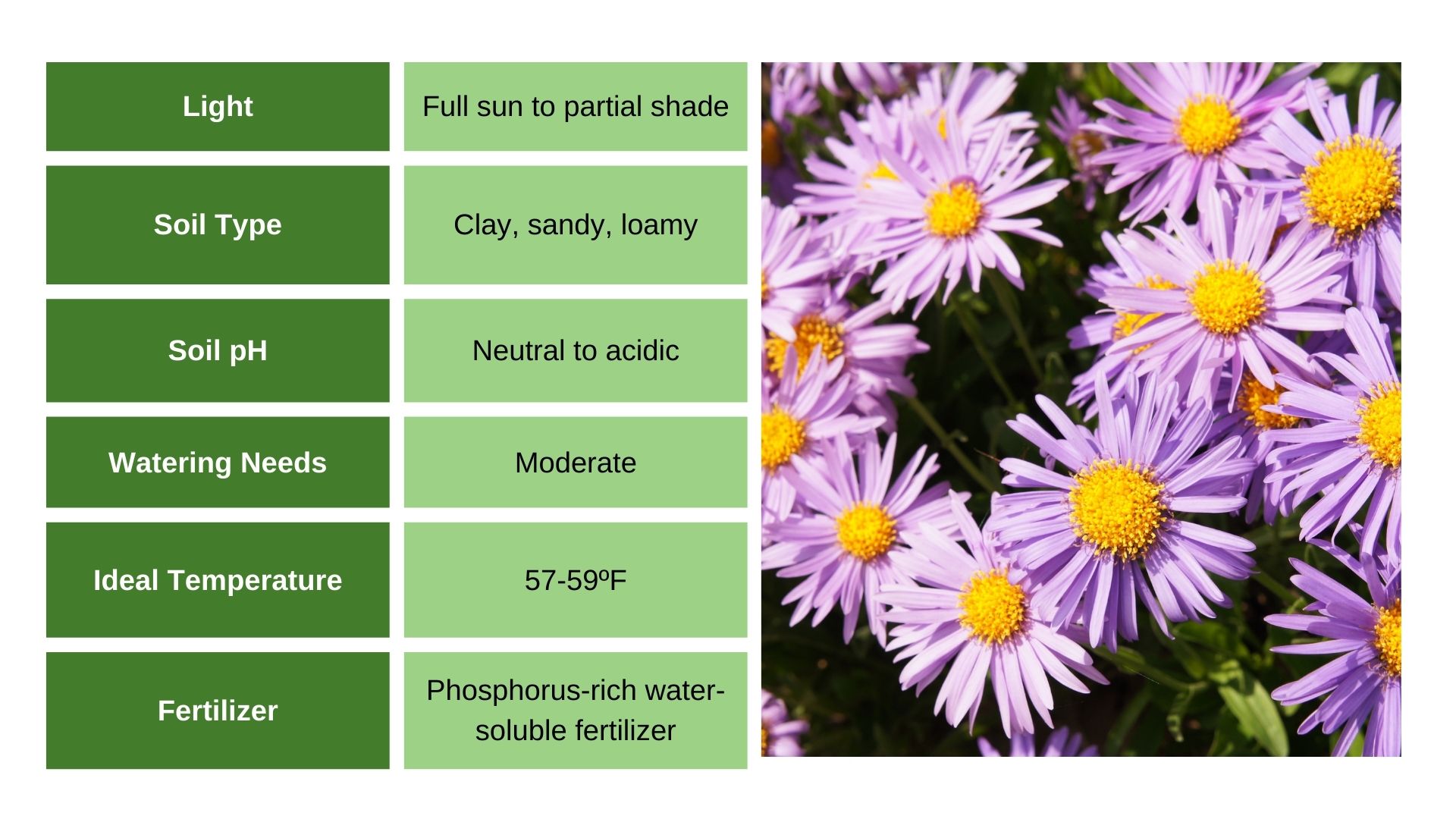 New York Asters care guide