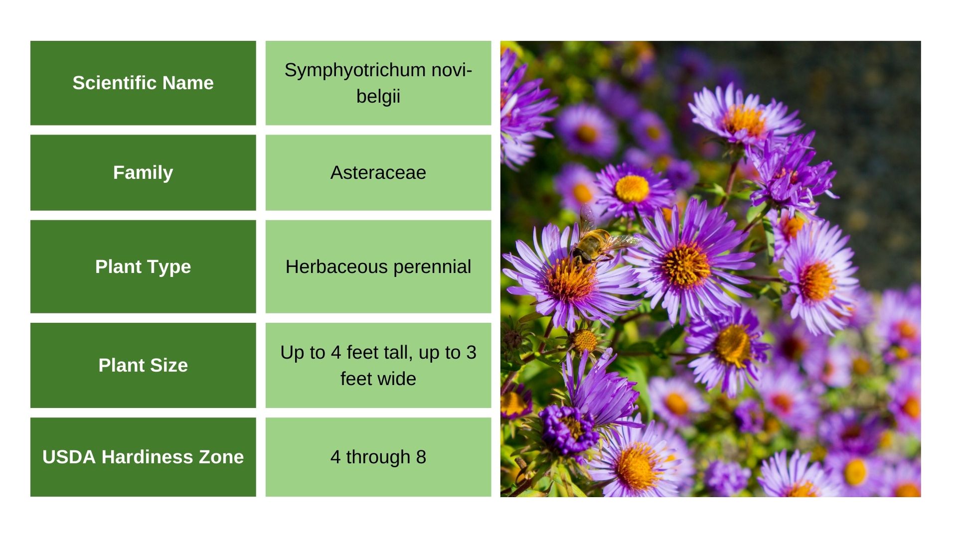 New York Asters info chart and photo