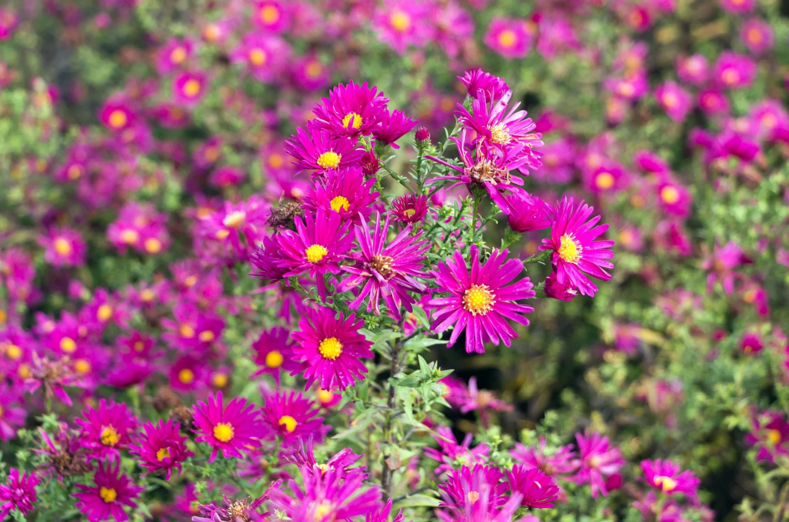 How To Care For Your New York Asters