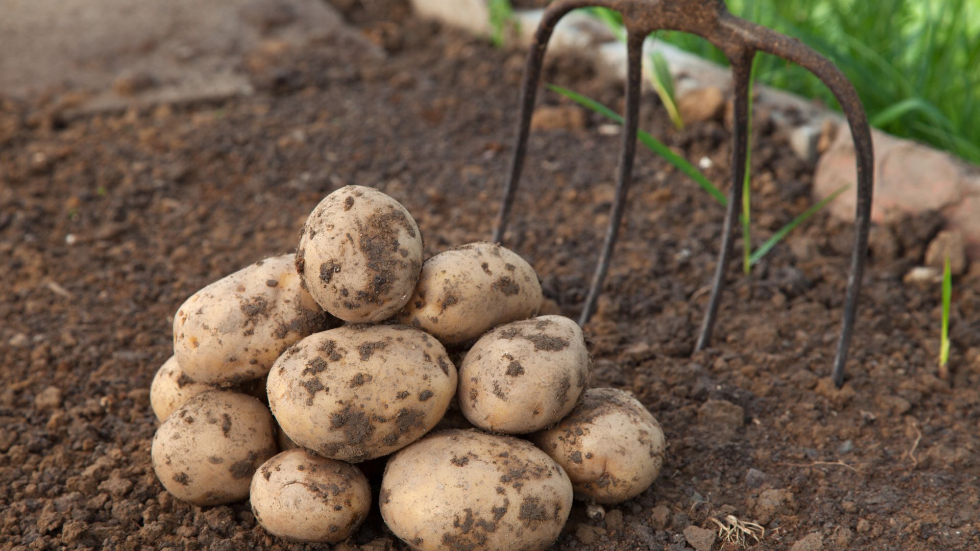 potatoes on soil
