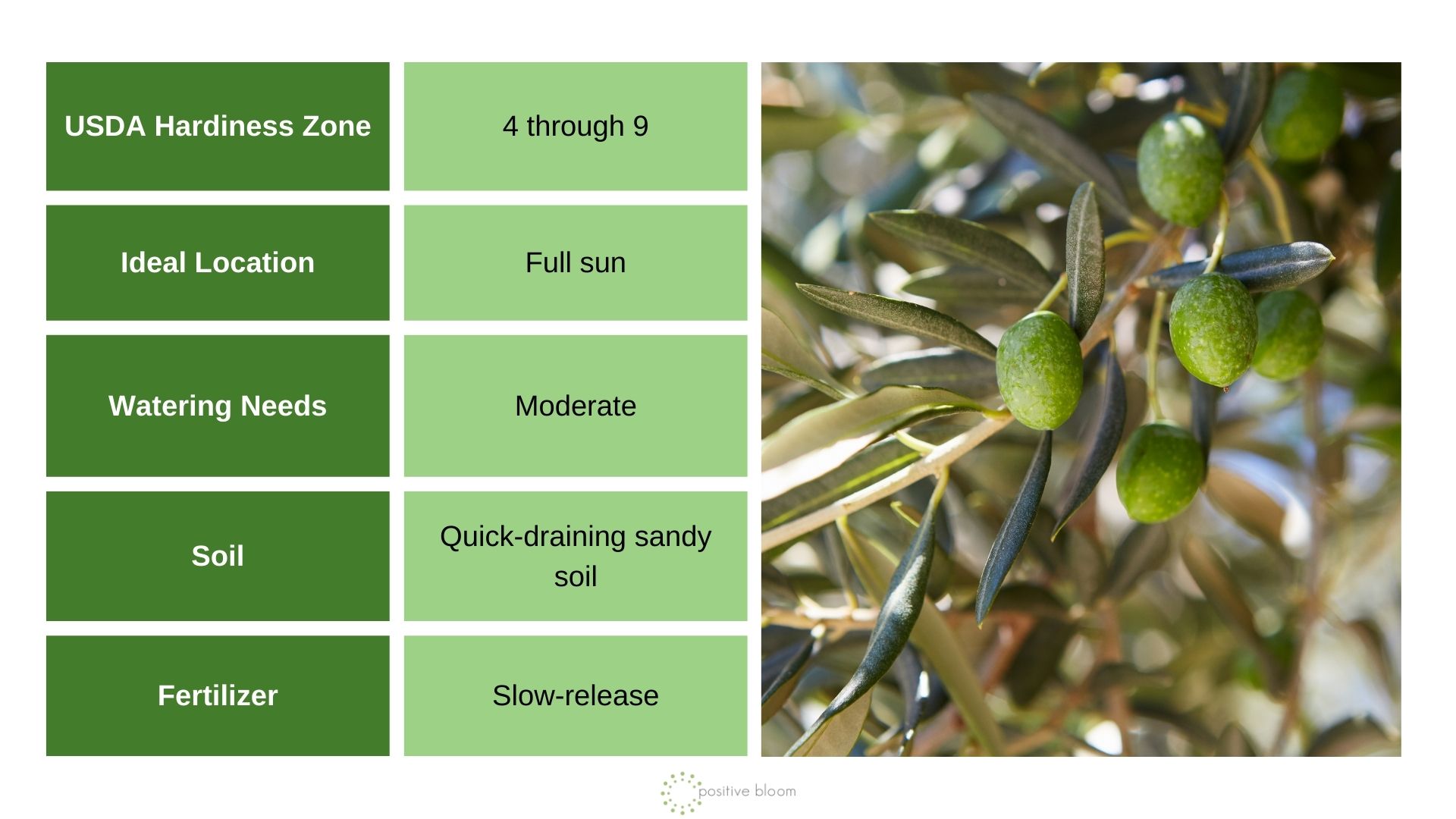 Olives info chart and photo