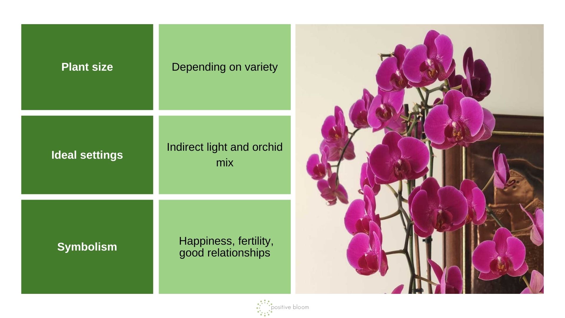 Orchids info chart and photo