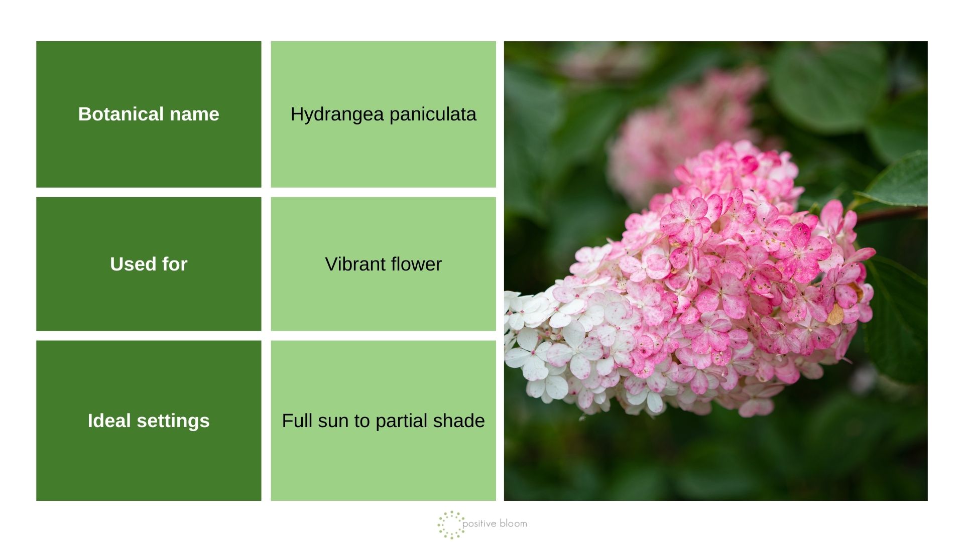Panicle Hydrangeas info chart and photo