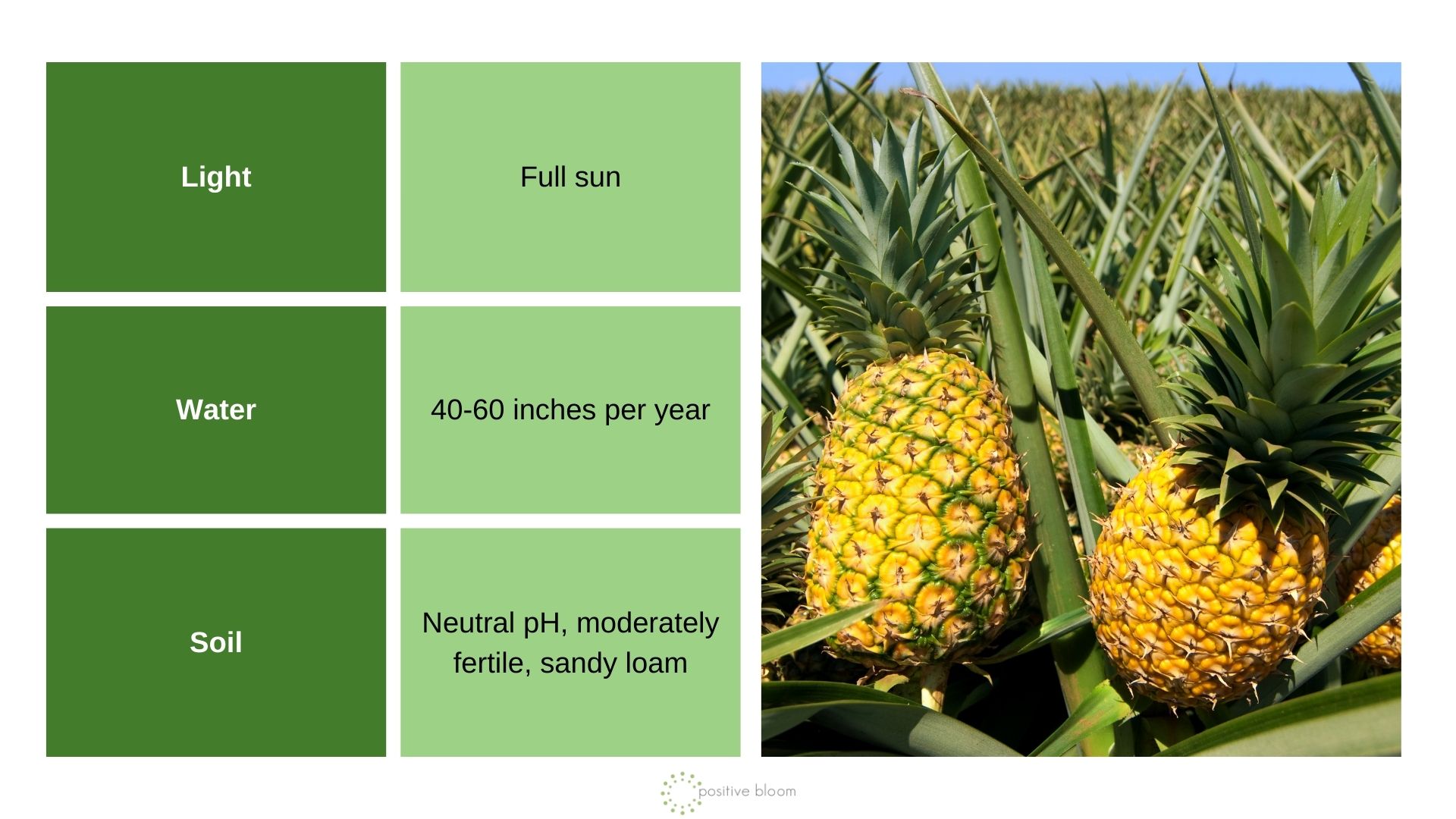 Pineapple info chart and photo