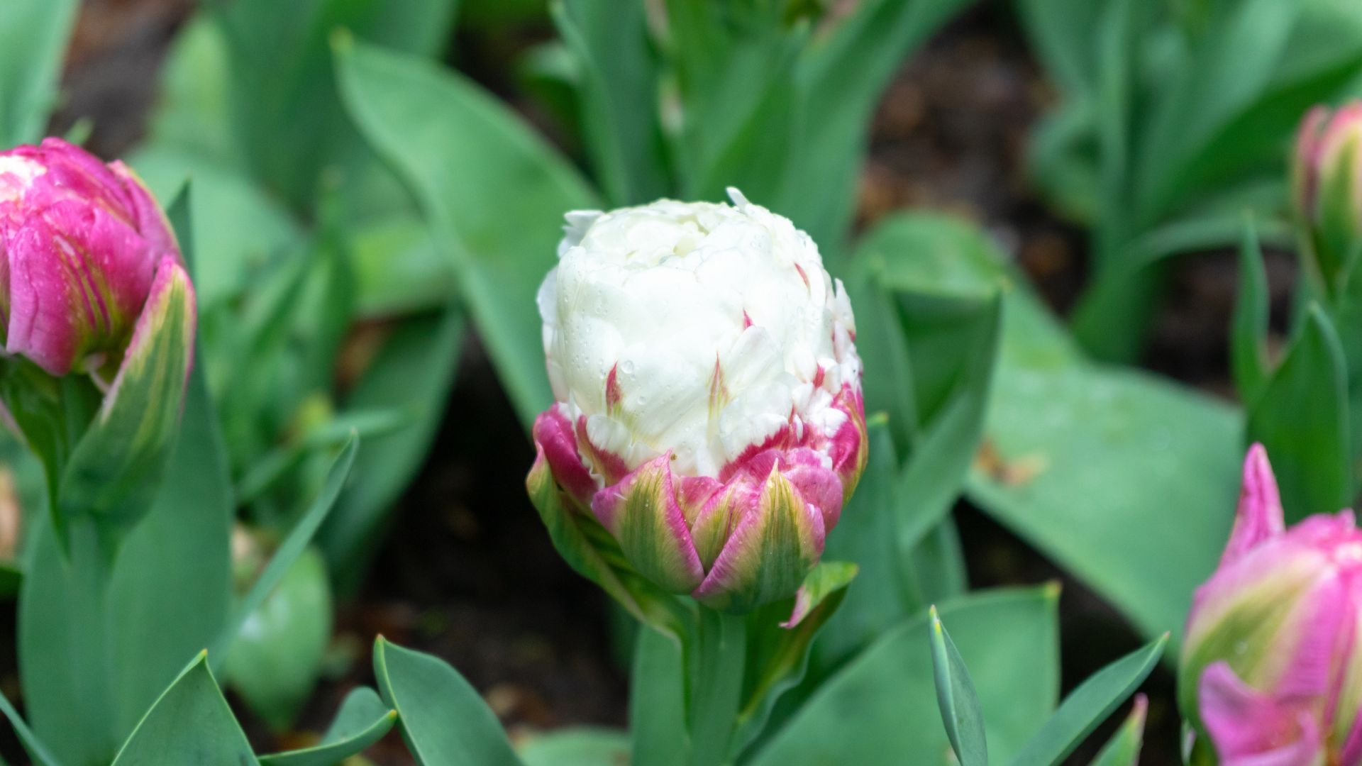 Plant Ice Cream Tulips In The Fall To Get A Captivating Spring Garden Display