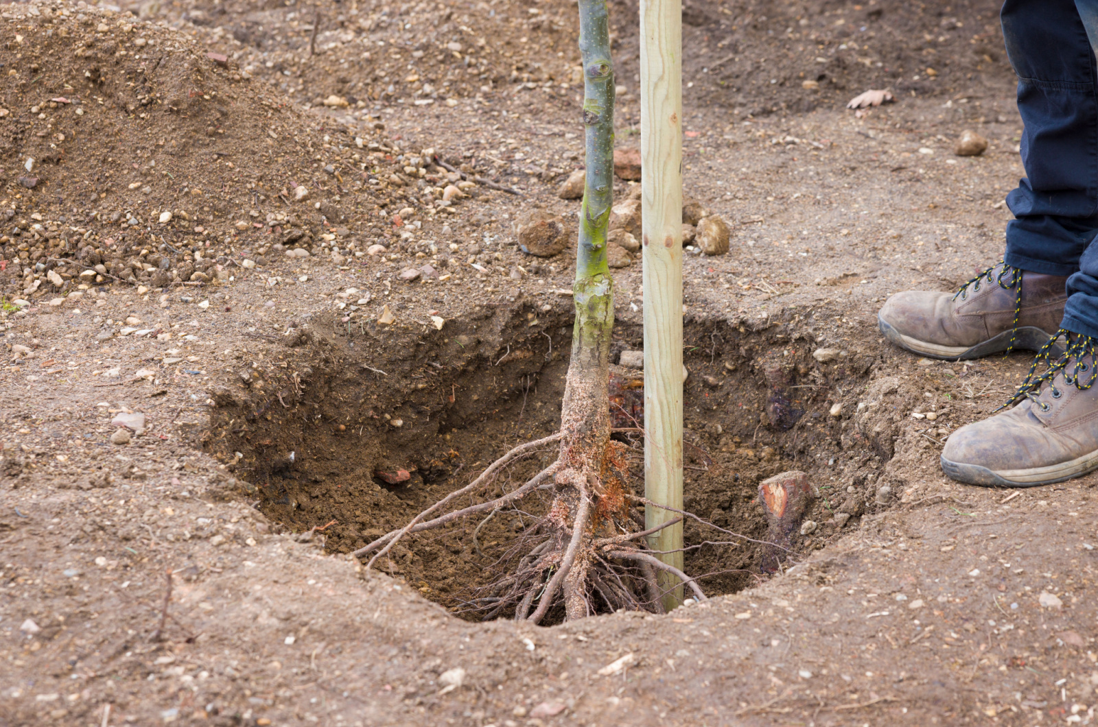 Planting Bare-root Plant