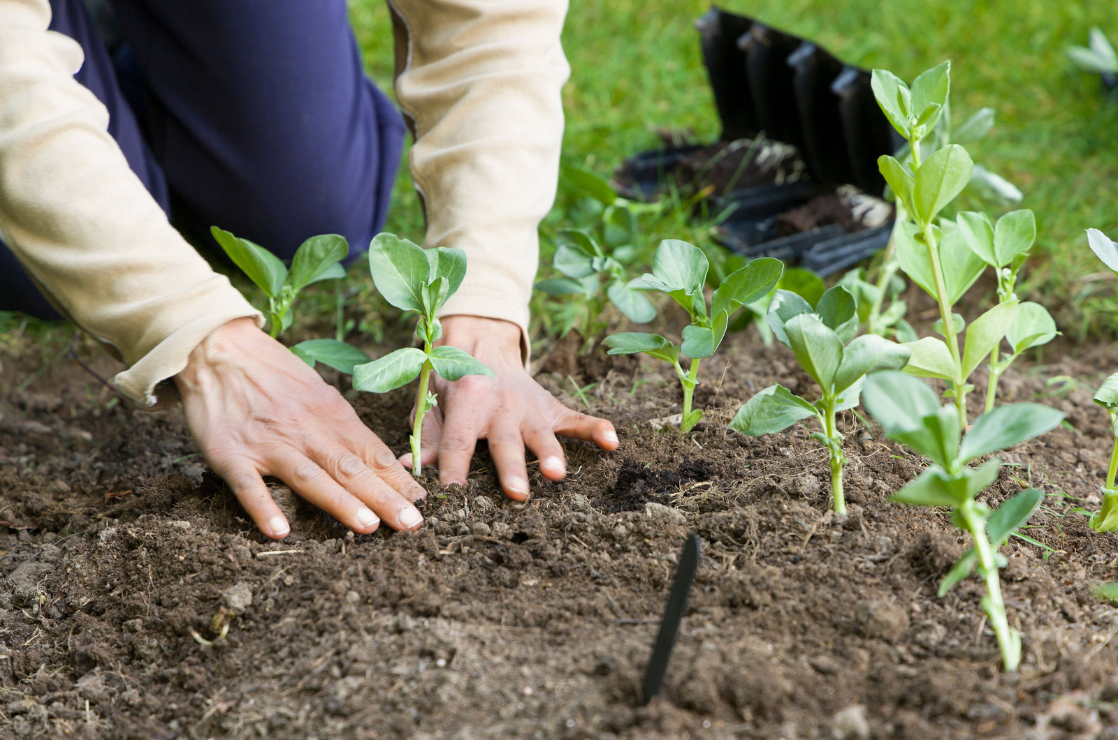 Planting Broad Beans