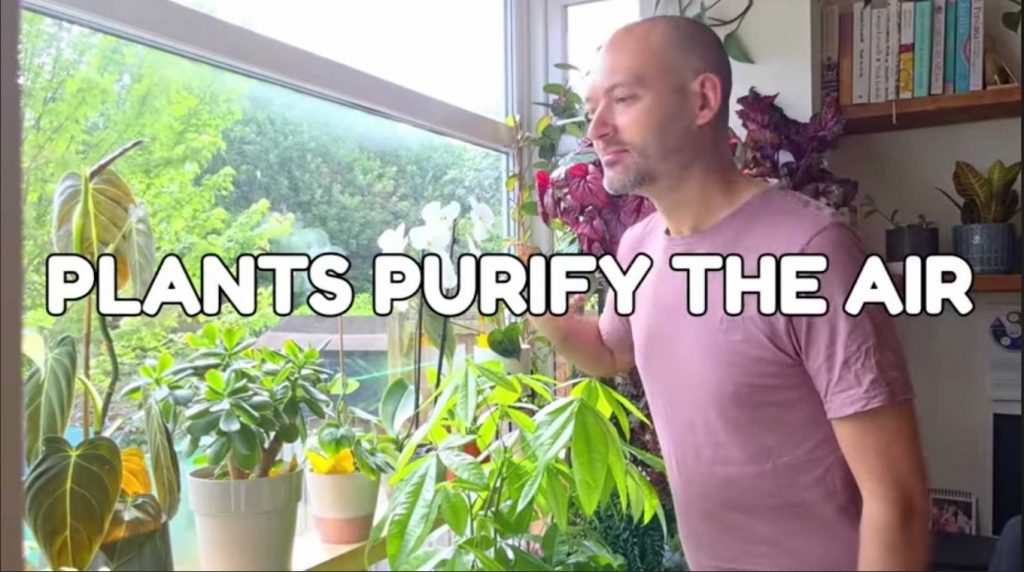 Plants Purify The Air