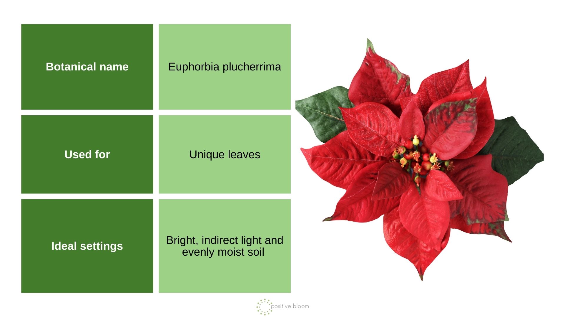 Poinsettia info chart and photo