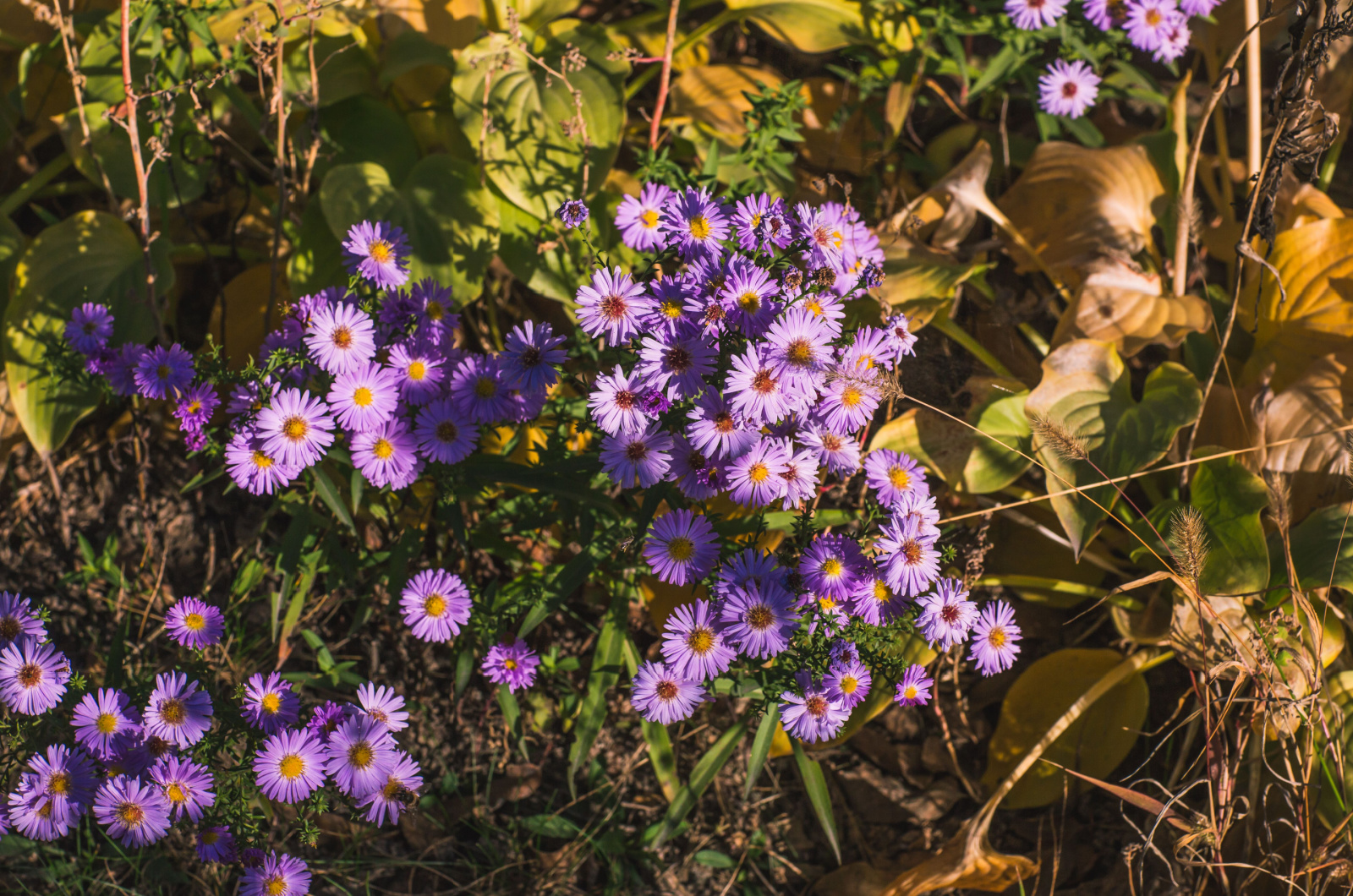 Purple asters with yellow centers