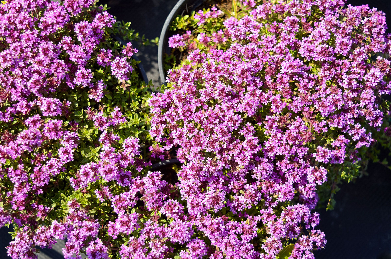Red Creeping Thyme 