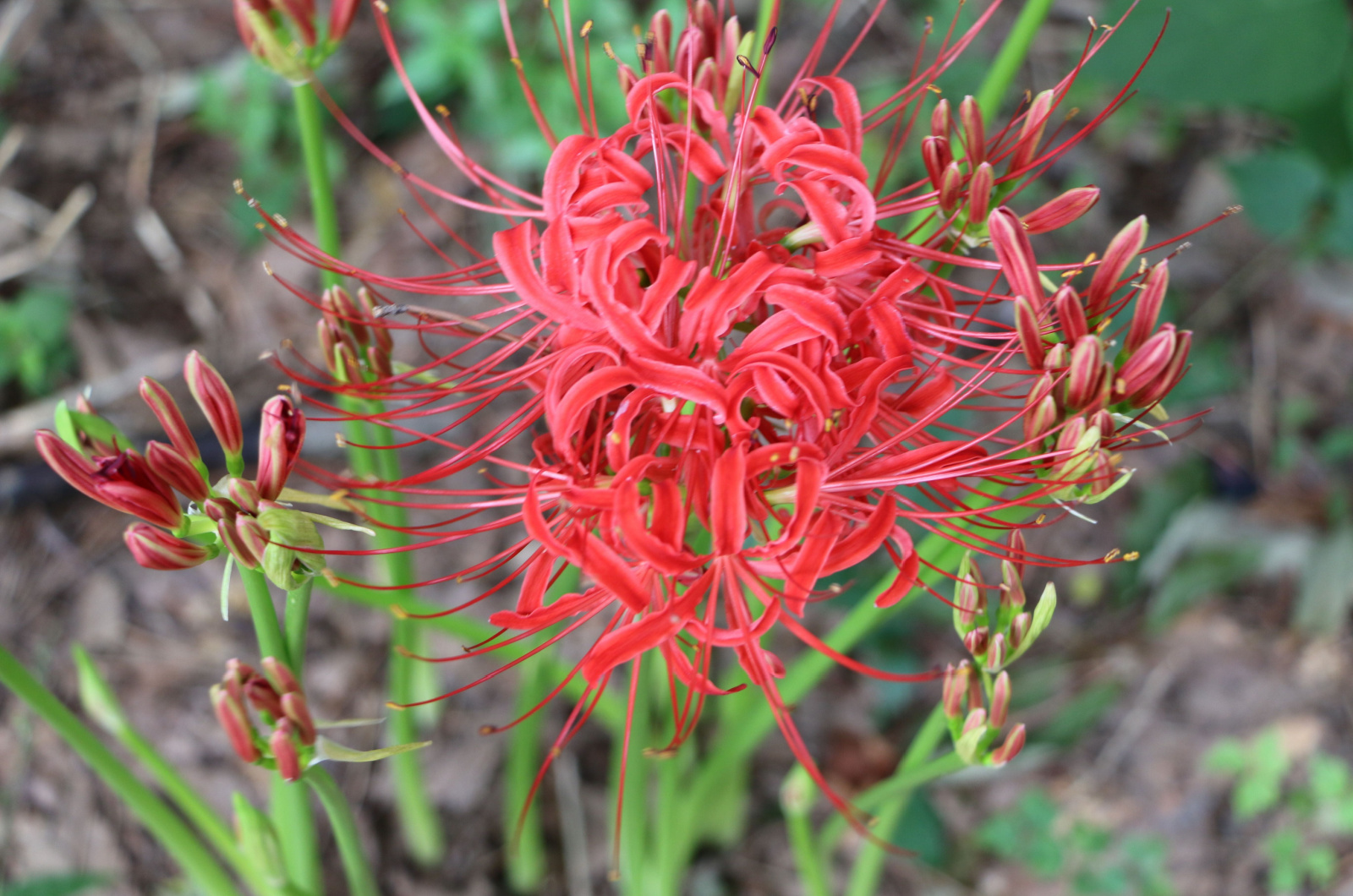 Red Spider Lily Habitat