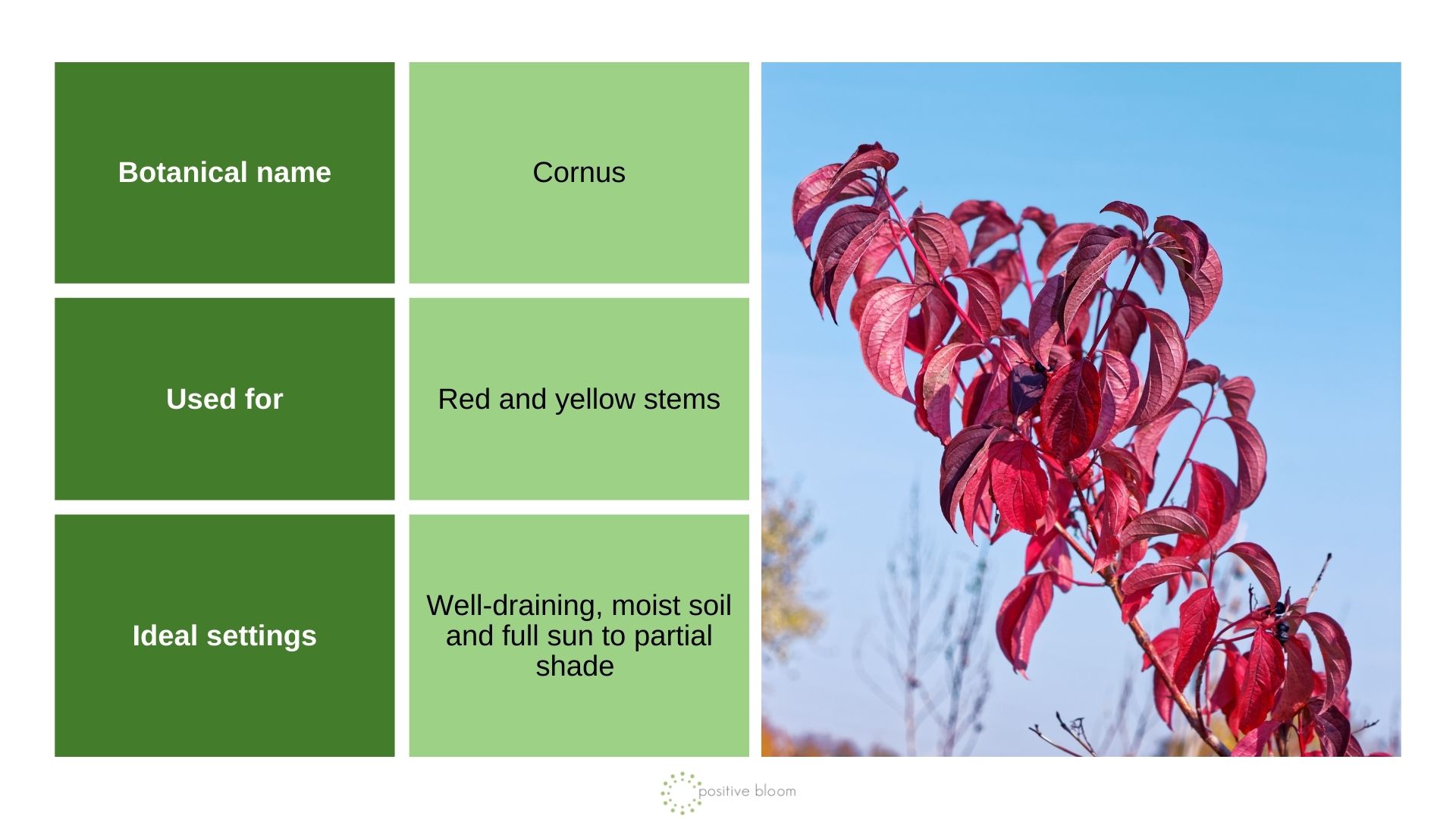 Red Twig Dogwood info chart and photo