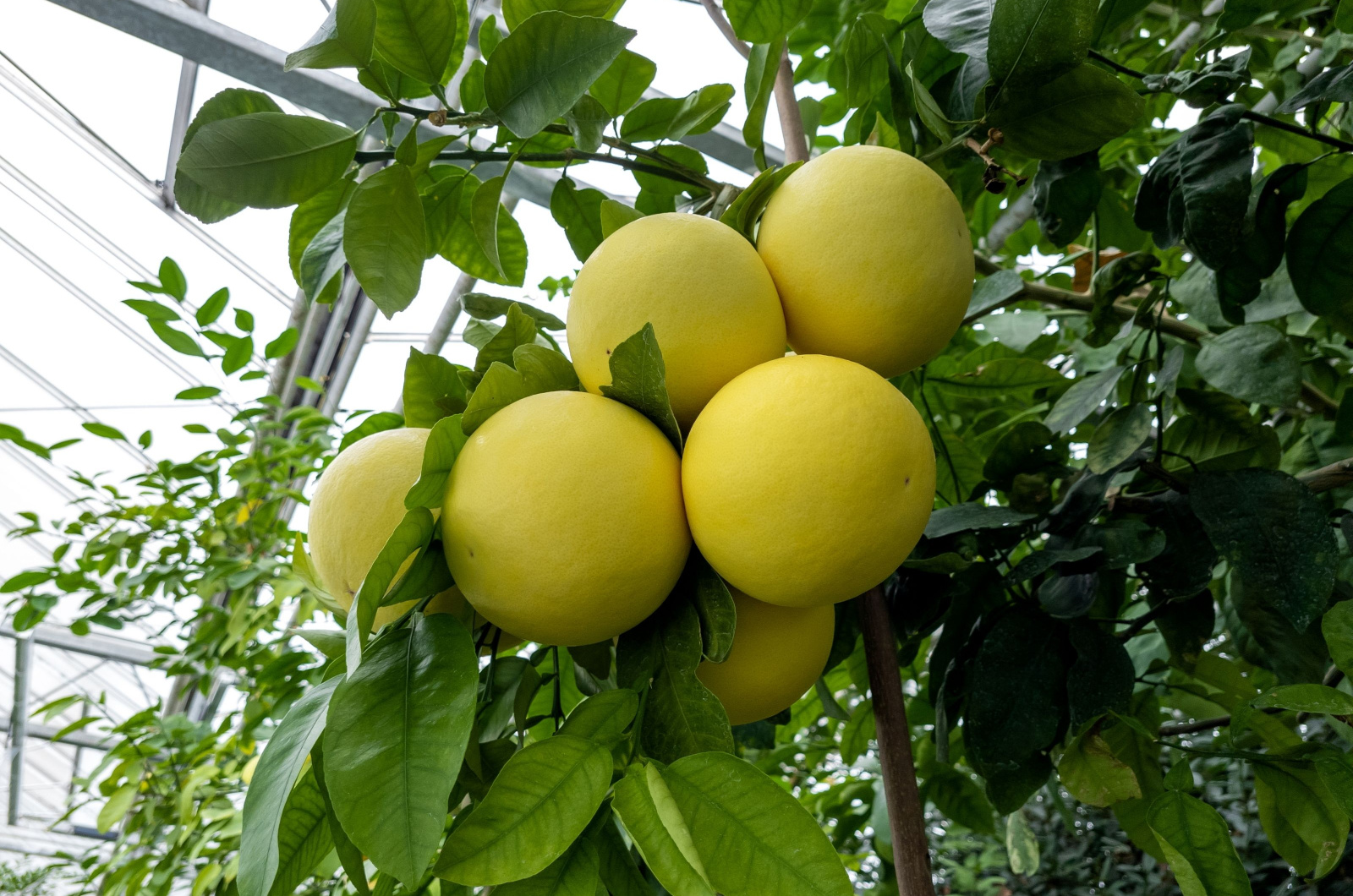 Ripe grapefruit fruits on a branch of a citrus tree