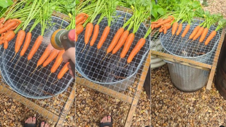 photo of carrots on wire