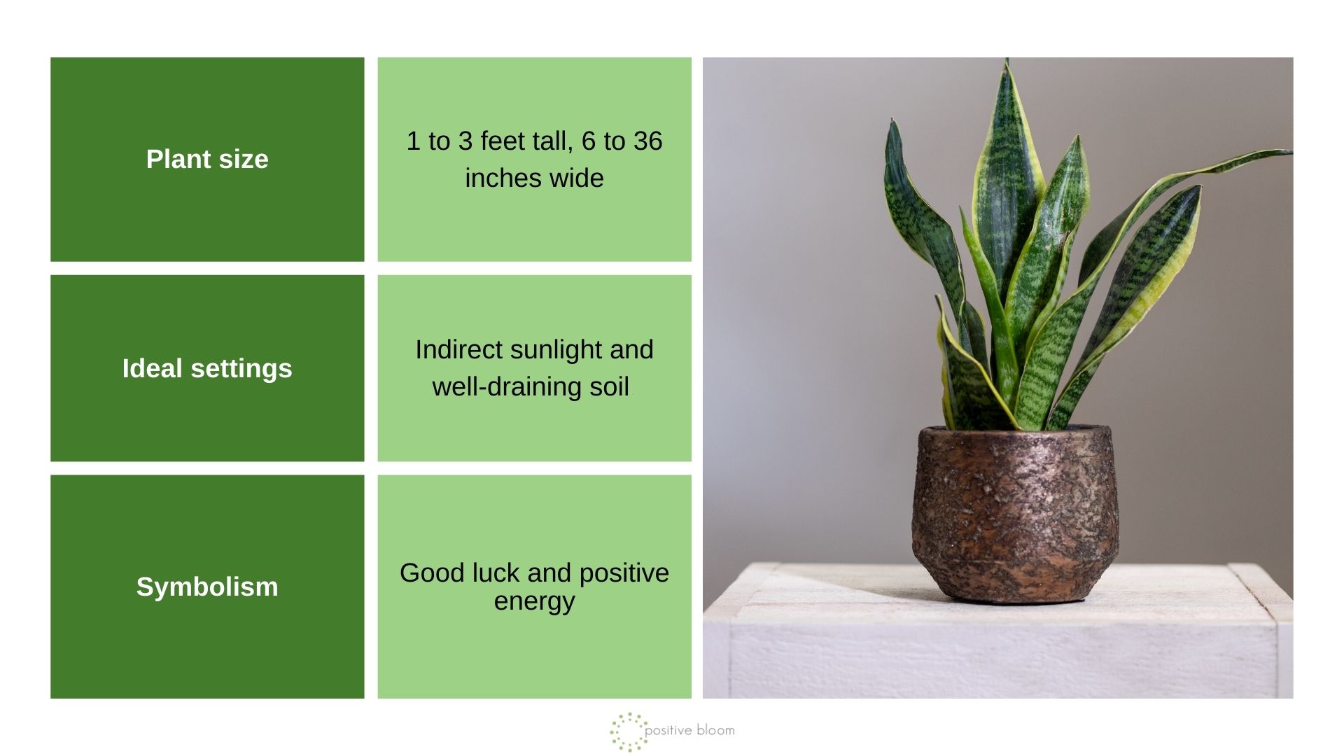 Snake Plant info chart and photo