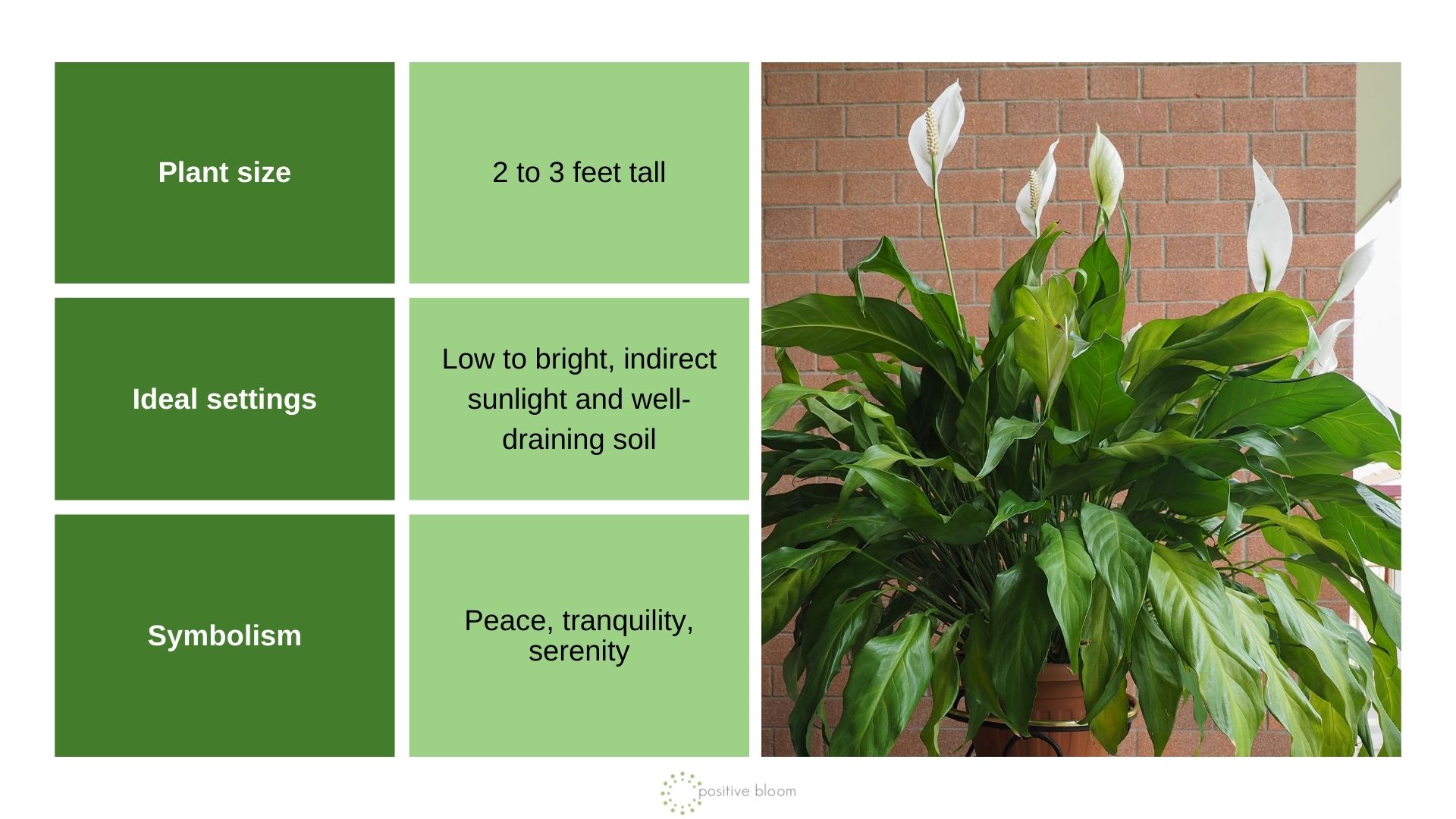 Spathiphyllum info chart and photo