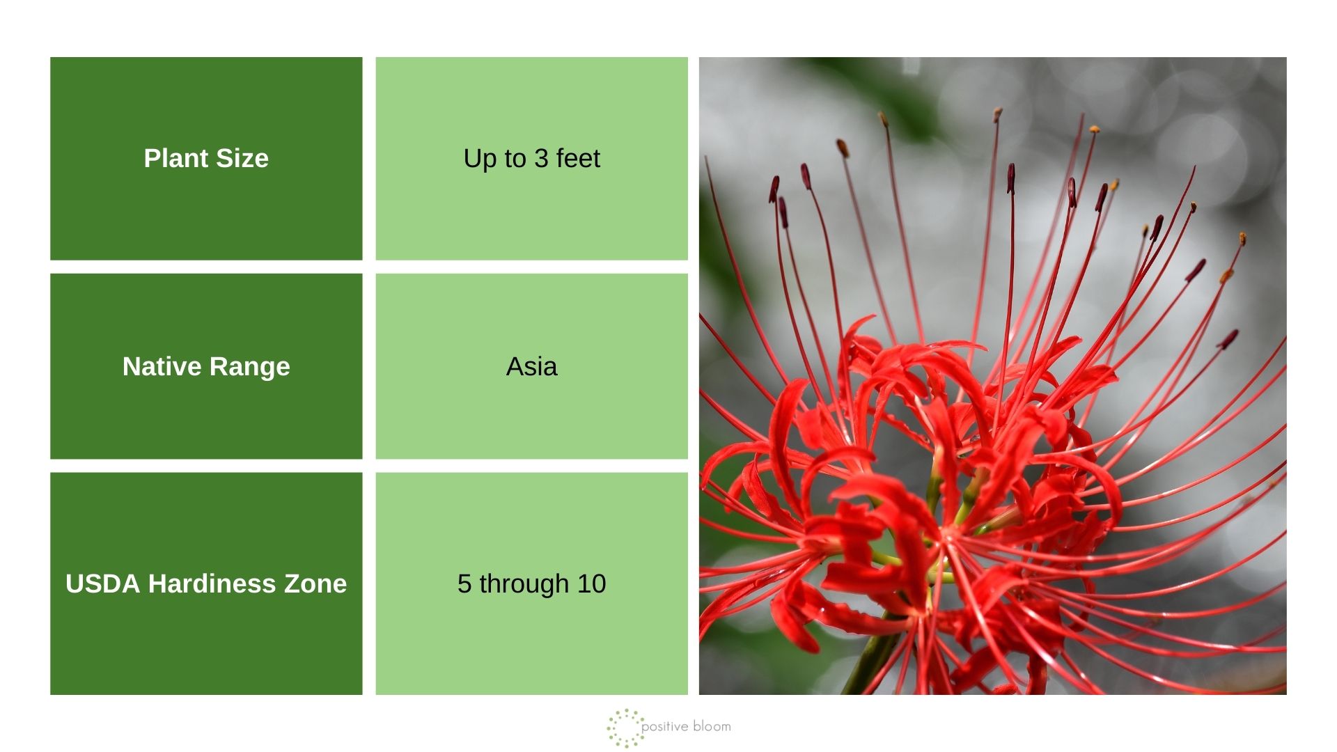 Spider Lily info chart and photo