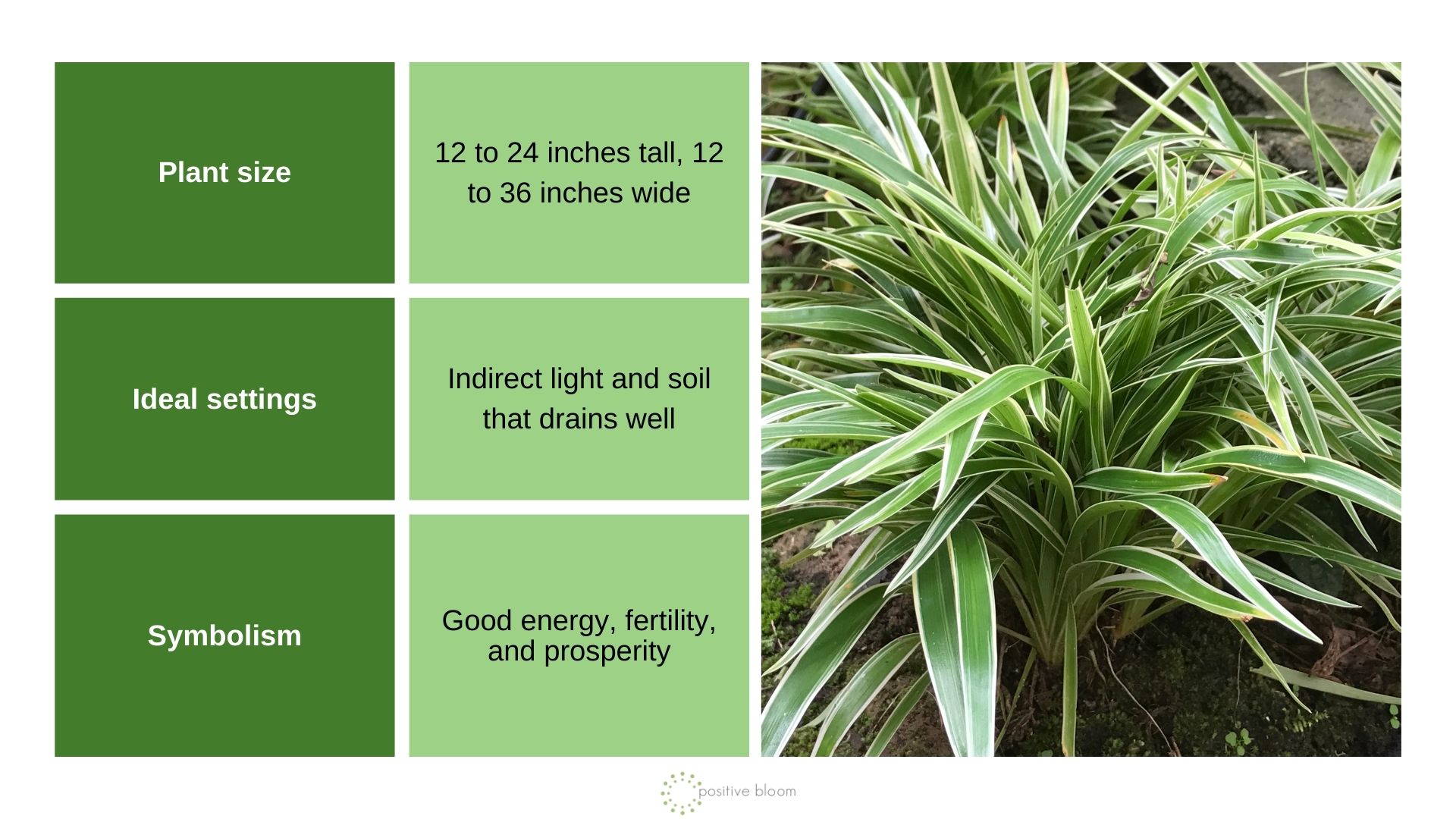 Spider Plant info chart and photo