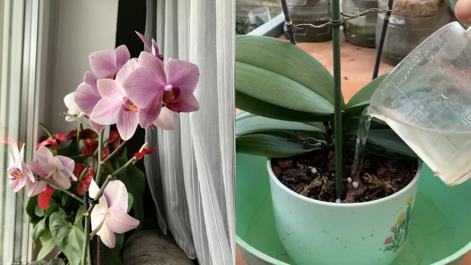 orchid blooms