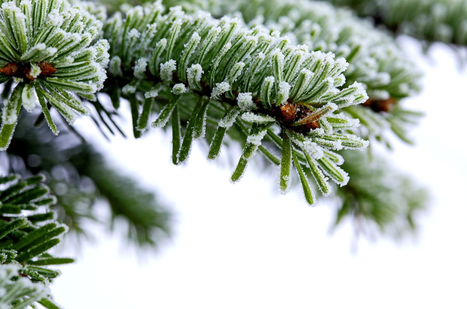 Spruce in winter