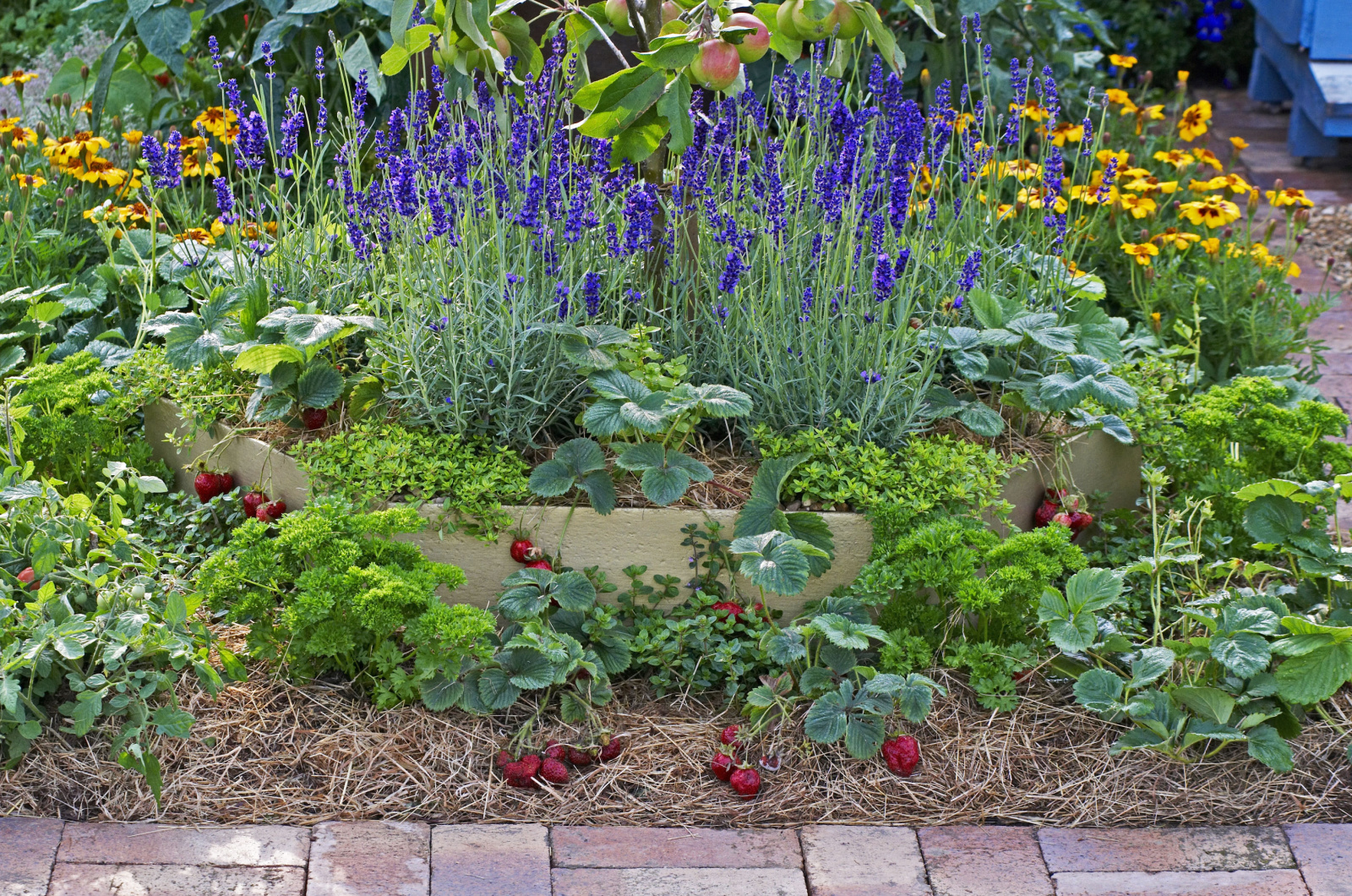Strawberries, lavender and apples in a vegetable garden