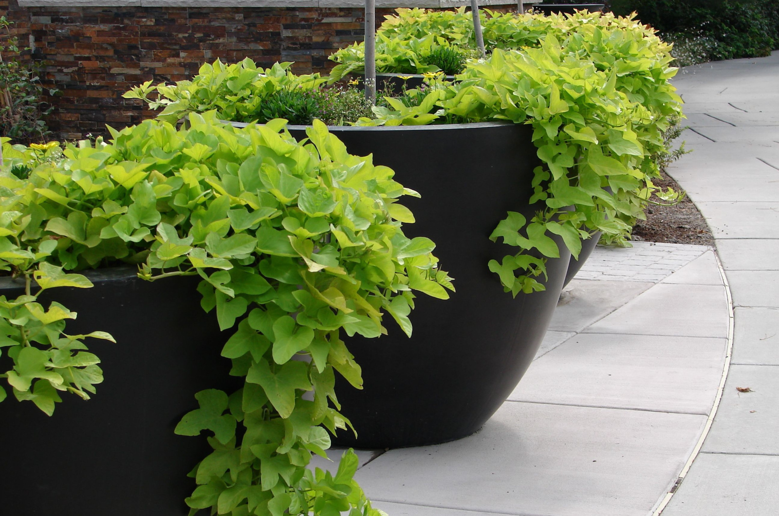 Sweet potato vines in containers