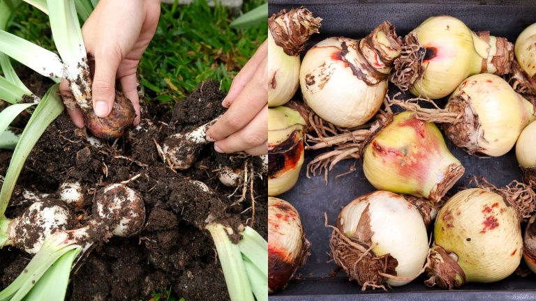 photo of amaryllis bulbs