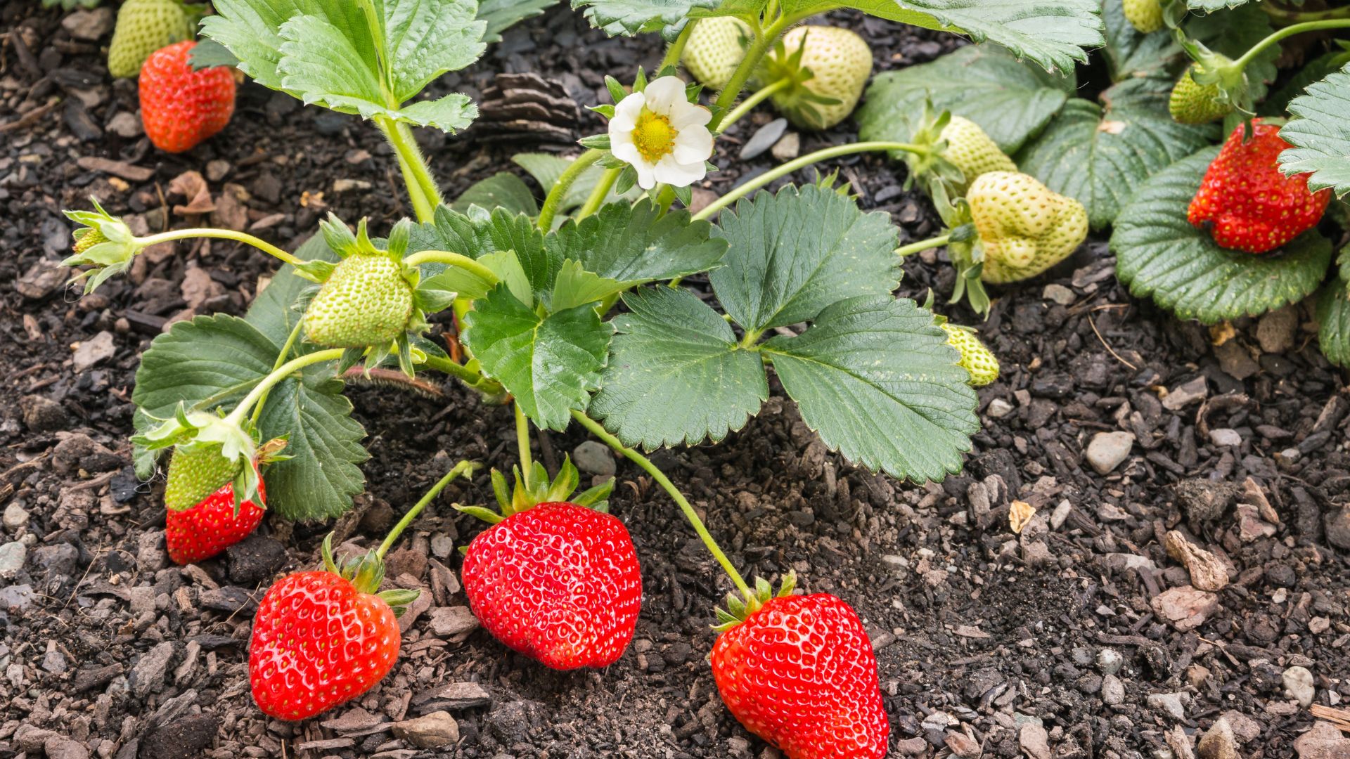 The Best Tip For Planting Healthy And Robust Strawberries 