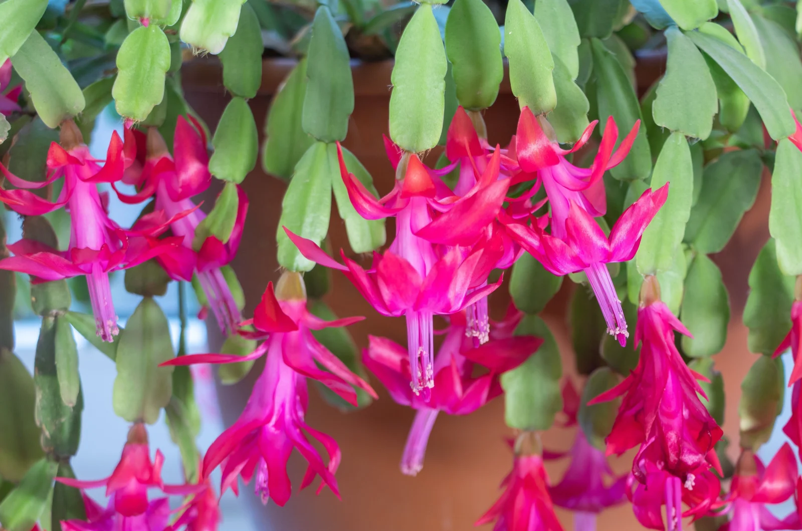 The Delicate Red Blooms of Christmas Cactus
