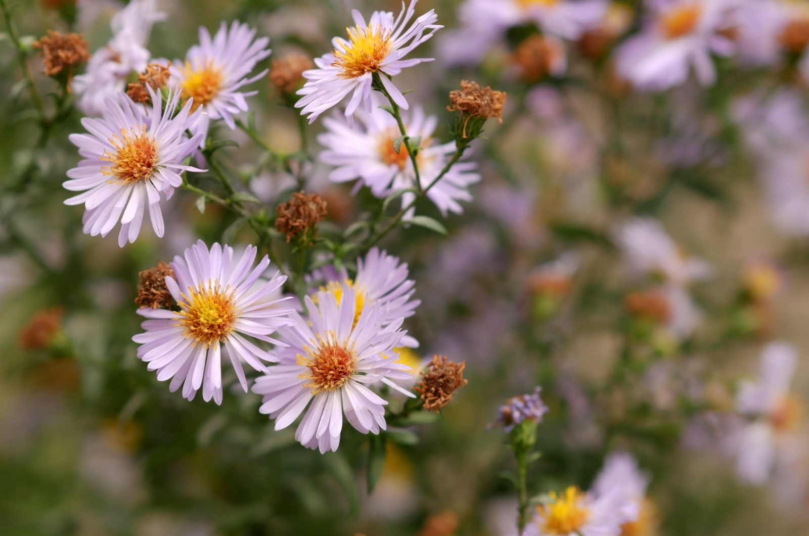 The blossoming New york aster bush