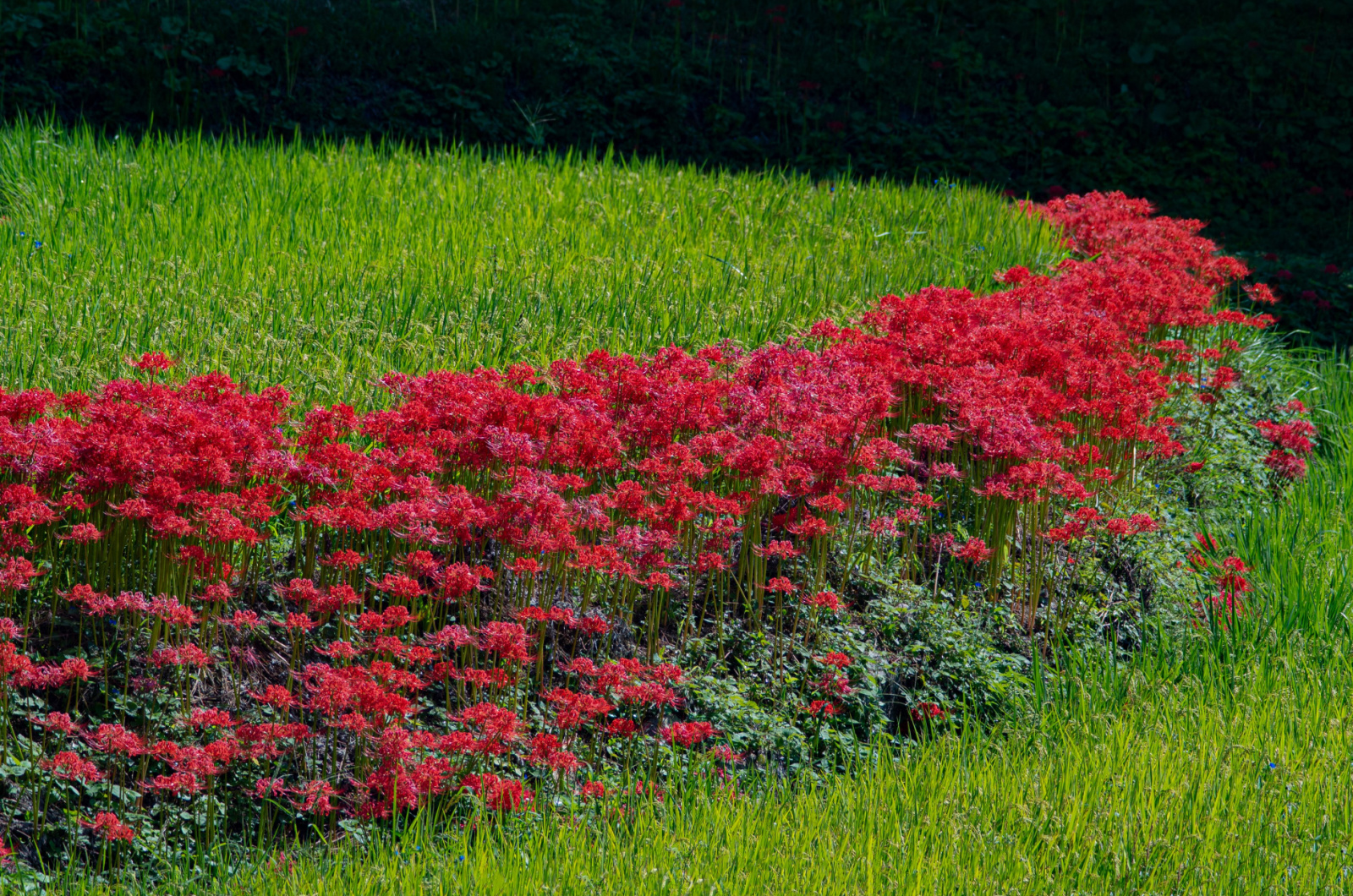 The field of red spider lilies