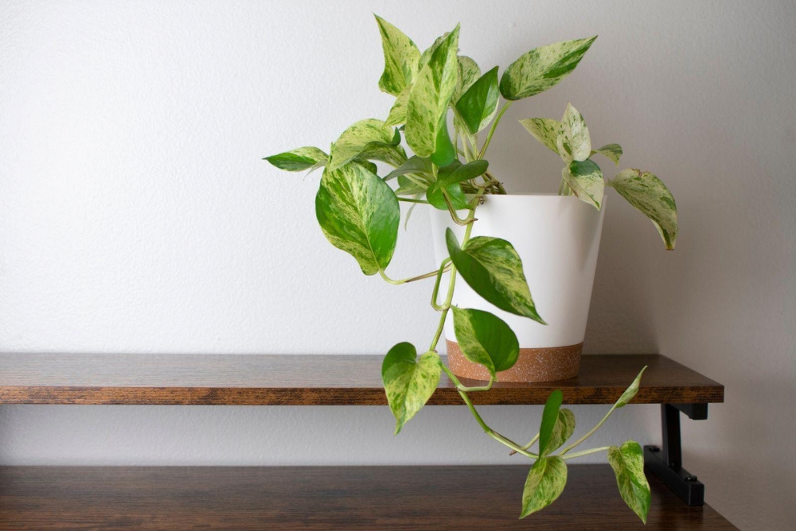 The white and green variegated leaves of Marble Queen Pothos