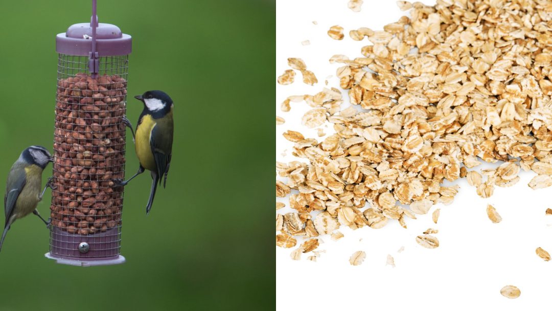 This Simple Ingredient Will Make Your Bird Feeder Irresistible!
