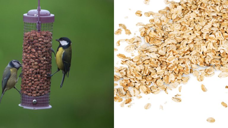 ingredient for bird feeder