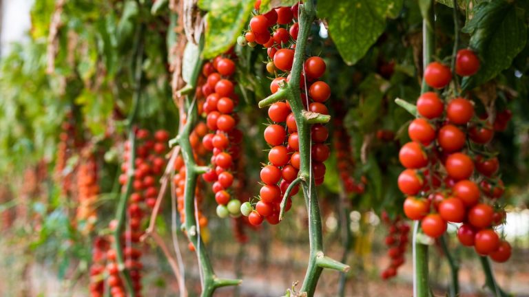growing tomato upside down