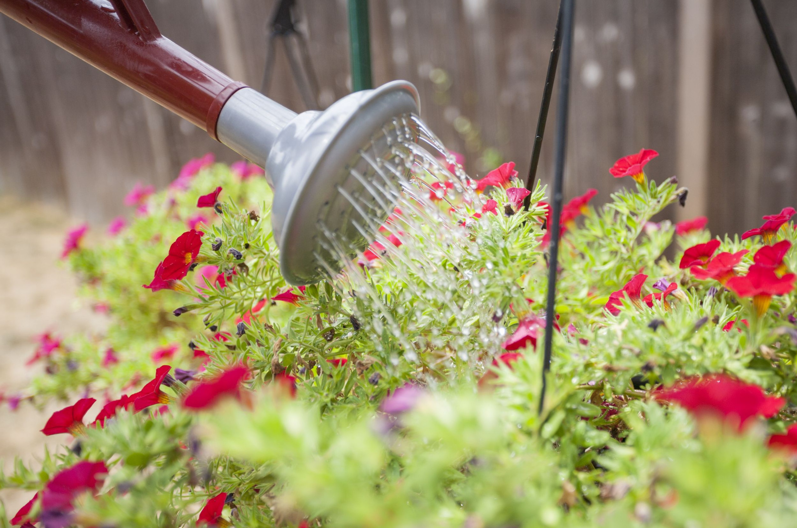 Using a red watering can to water flowers
